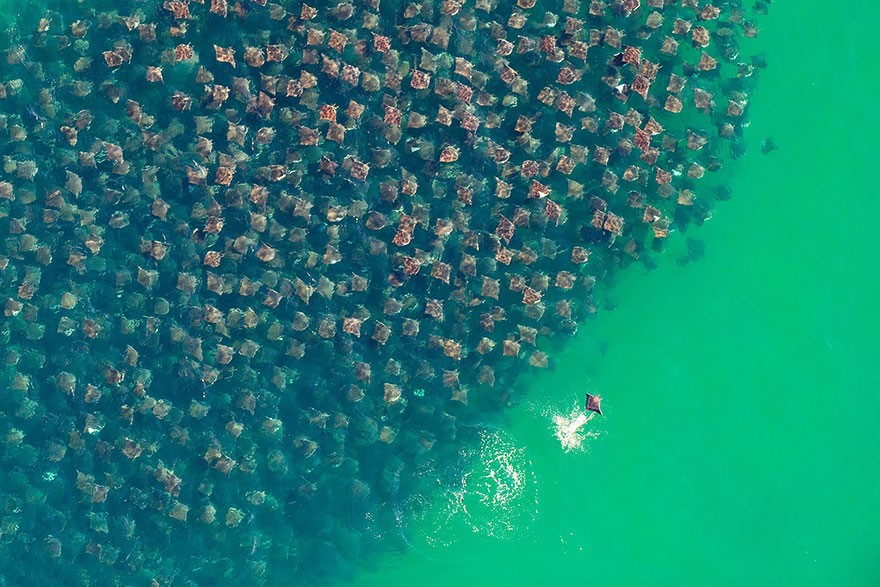 تصاویری از مهاجرت دسته جمعی حیوانات