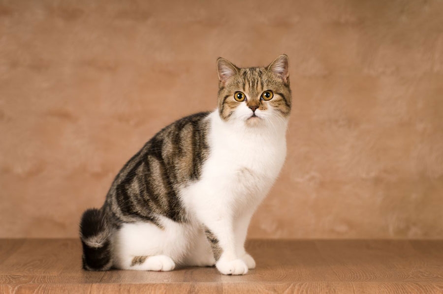 چالش مجید و گربه از کجا آمد !؟