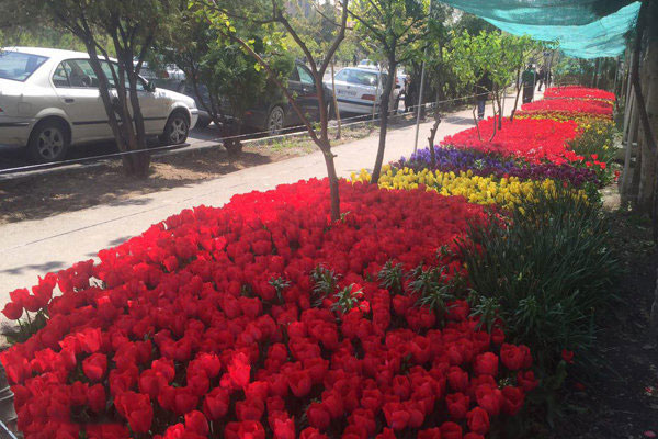 خیابان زرافشان با 30 هزار گل