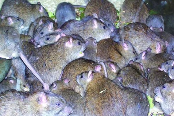 موش‌های آدم‌خوار در انتظار زلزله‌زدگان تهرانی!/ بازگشت 70 میلیون موش از لانه‌هایشان به‌روی زمین