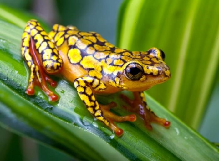 حیوانات آمریکای جنوبی