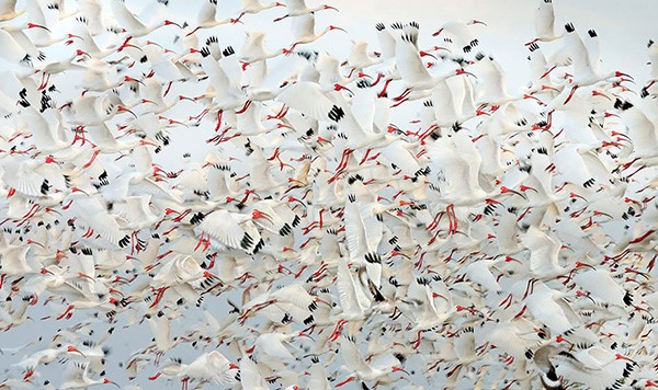 bird-migration-photos