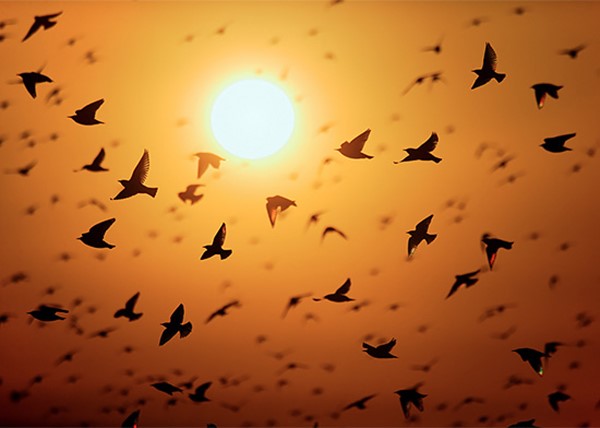 bird-migration-photos