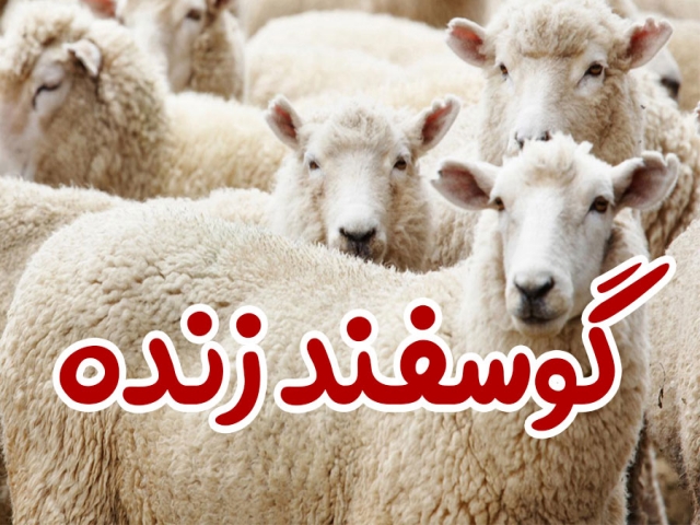 قیمت گوسفنده زنده