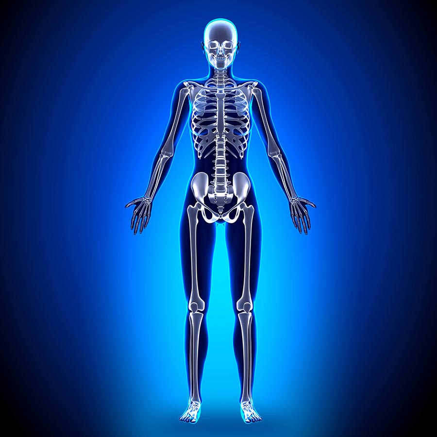 human-body-skeleton