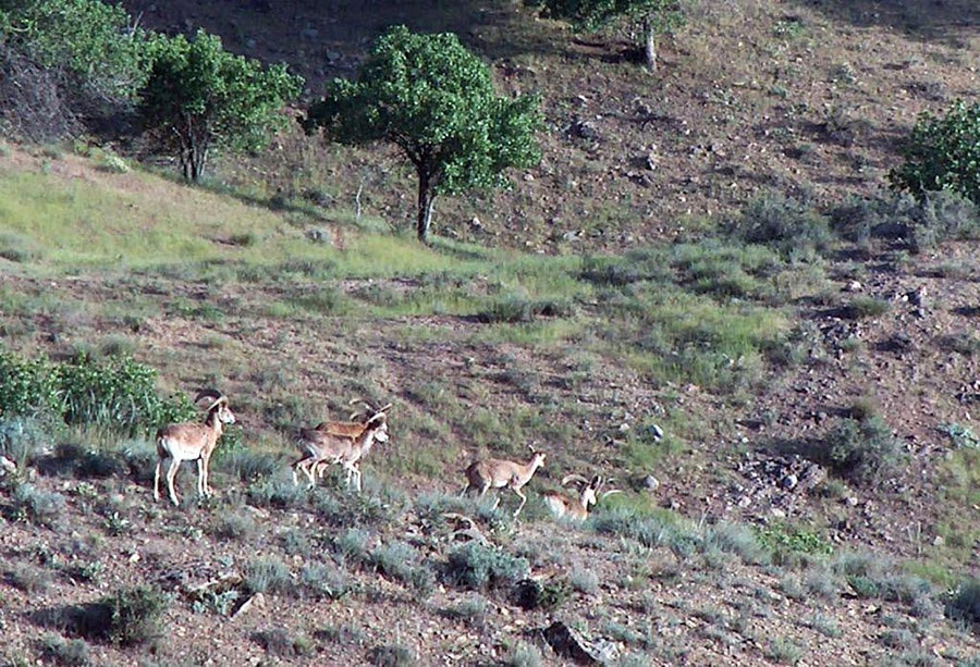 مجموعه مناطق حفاظت شده جاجرود