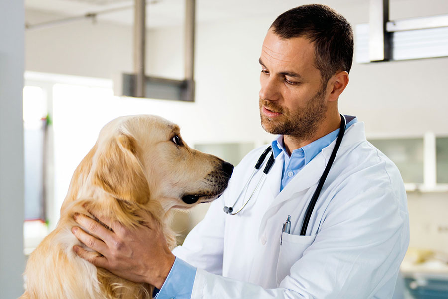 veterinarian-hire