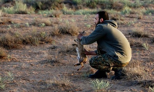 iranian-cheetah-is-hunting-rabbit