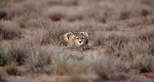 iranian-cheetah-is-hunting-rabbit iranian-cheetah-is-hunting-rabbit