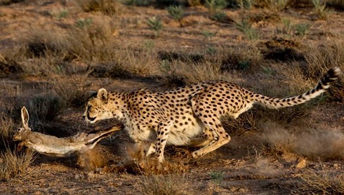 یوزپلنگ ایرانی در حال شکار خرگوش