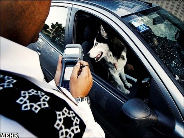 برخورد جدی پلیس با رانندگانی که سگ گردانی می‌کنند