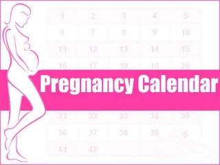 تقویم بارداری نوزادم ؛ از جنین تا تولد