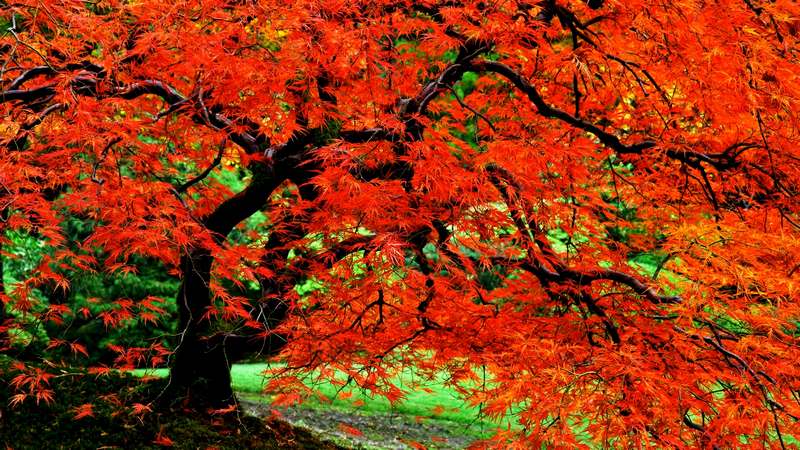 تصاویری زیبا از پاییز رنگارنگ