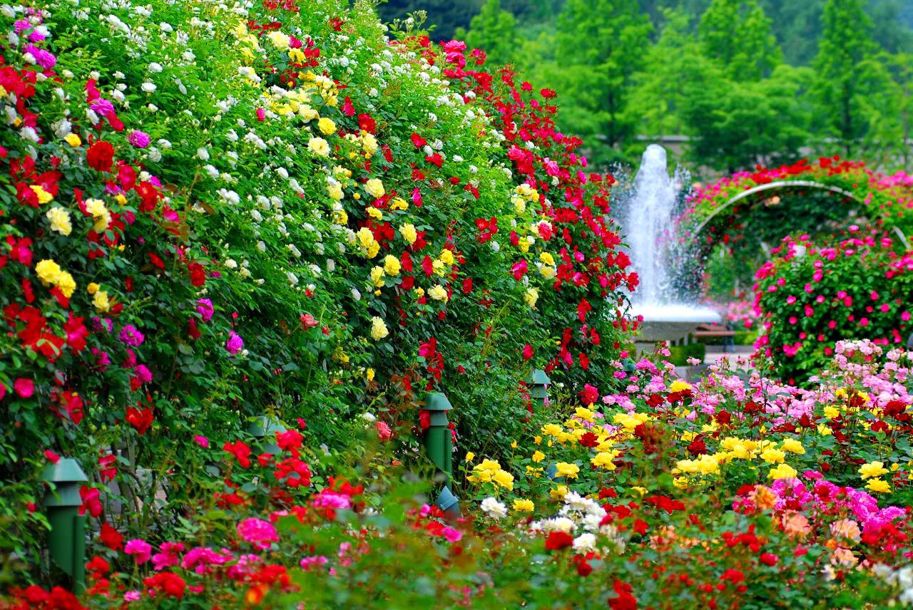 باغ چیست ؟ تعریف باغداری و باغ سازی (از باغ ایرانی تا باغ انگلیسی)