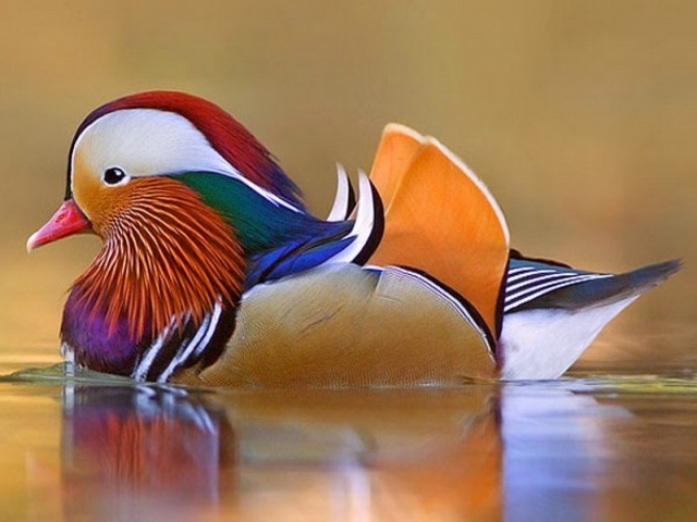 زیباترین گونه های پرندگان جهان