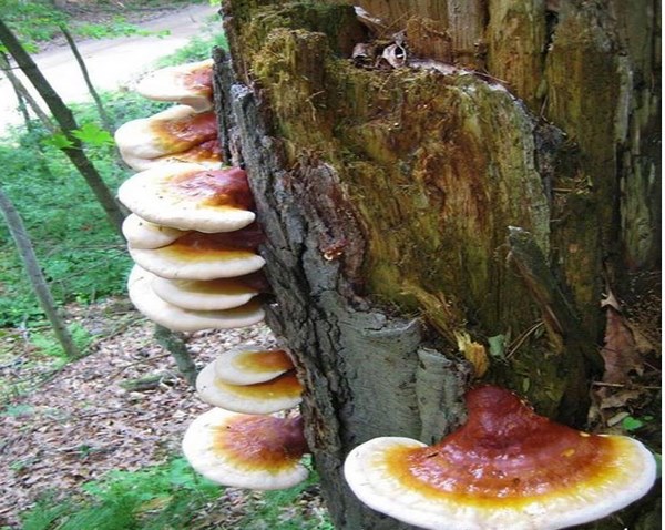 ganoderma-fungus