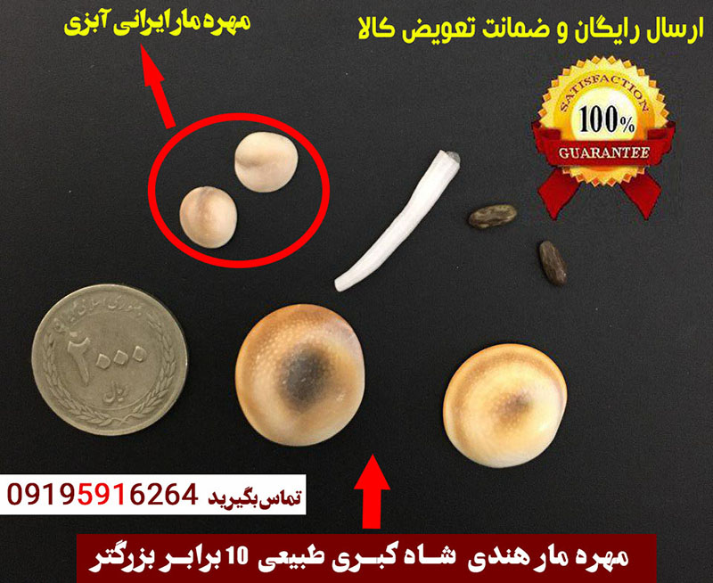 مهره مار اصل هندی شاه کبری با ضمانت نامه