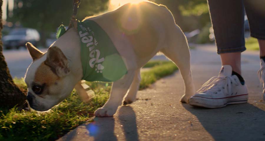 سگ گردانی در پارک‌های لواسان ممنوع شد
