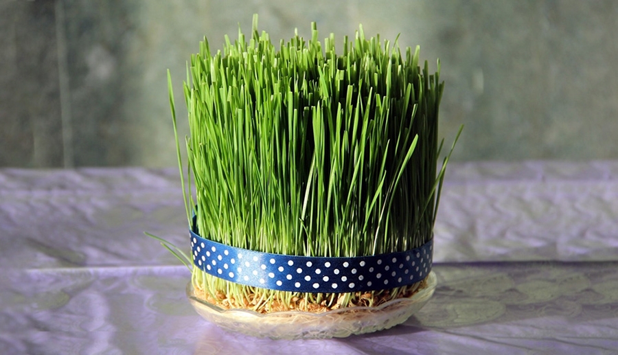 کاشت سبزه عید در سریع ترین زمان قبل از نوروز