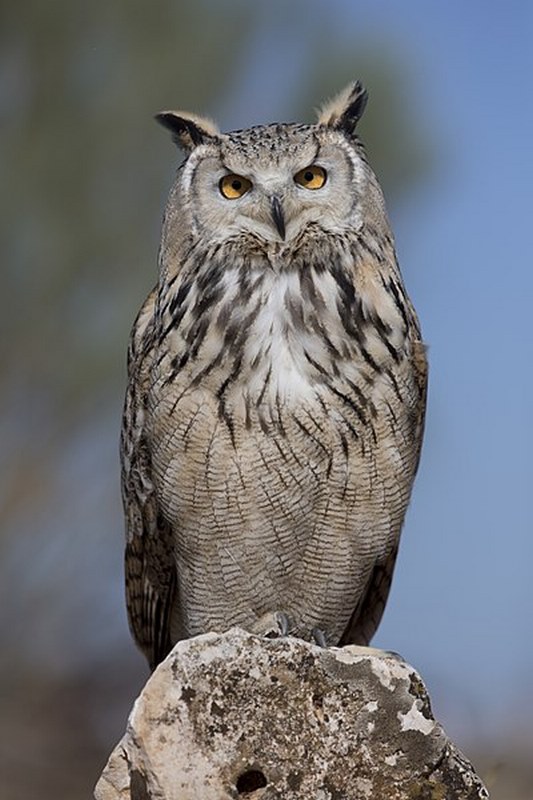 eurasian-eagle-owl