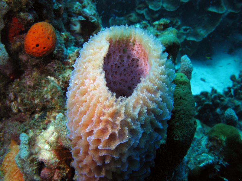sea-sponge