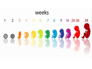 هفته های بارداری چگونه حساب میشود