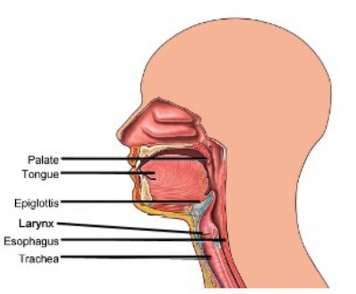 epiglottitis اپی‌گلوتیت‌ چیست (علل، علائم، پیشگیری و درمان)