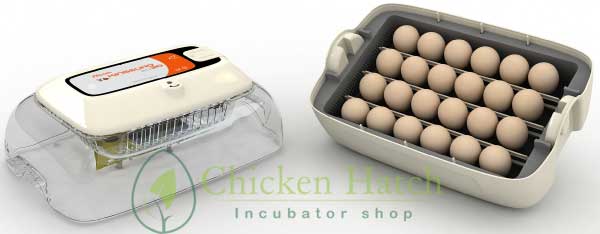 chicken-hatch