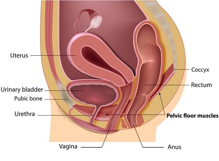 بی اختیاری‌ ادرار استرسی چیست (علل، علائم، پیشگیری و درمان) Incontinence stress