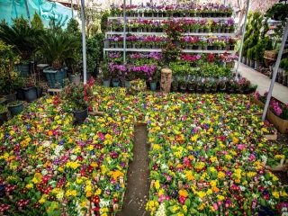 بازار گل در رکود است / افزایش 300 درصدی متعلقات گل در بازار