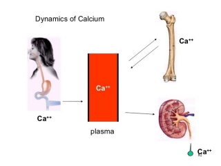 به‌ هم‌ خوردن‌ تعادل‌ کلسیم‌ خون چیست (علل، علائم، پیشگیری و درمان) calcium imbalance