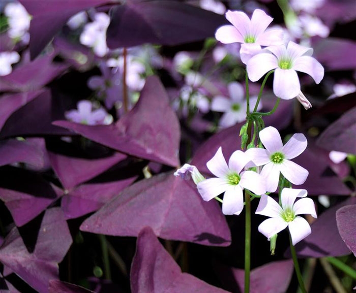 معرفی گل اگزالیس + نحوه نگهداری آن