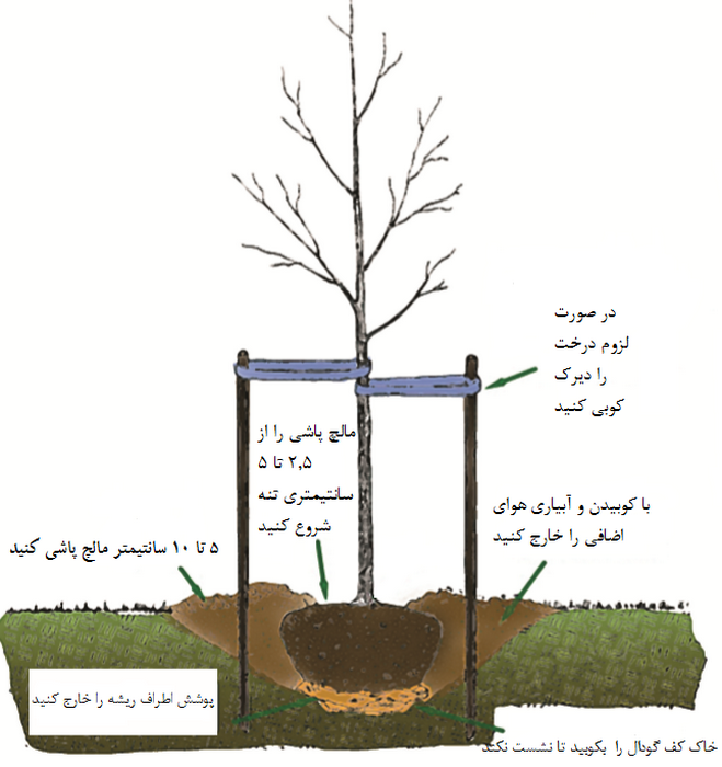 آموزش کاشت نهال درخت