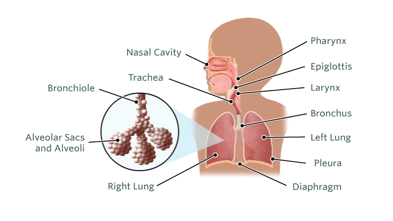 برونشیولیت‌ چیست (علل، علائم، پیشگیری و درمان) bronchiolitis