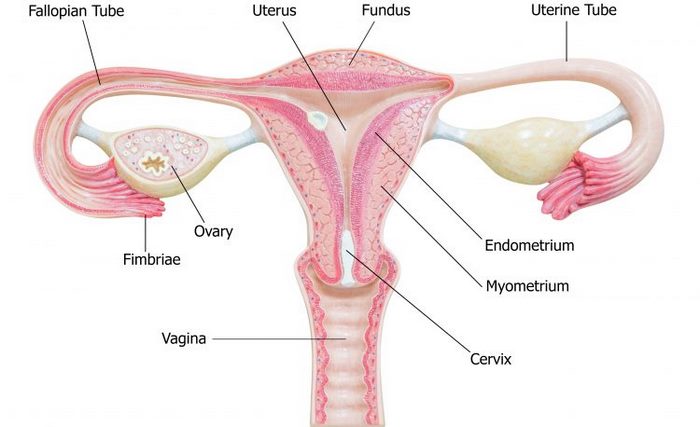 بیرون زدگی‌ رحم چیست (علل، علائم، پیشگیری و درمان) uterine prolapse