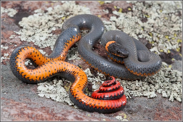 iranian-poisonous-snakes