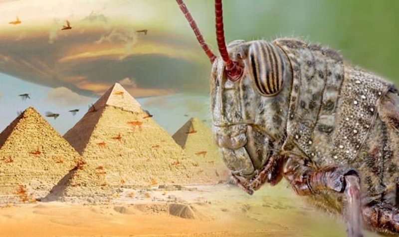 راههای مبارزه با ملخ صحرایی