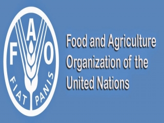 فائو ، سازمان خواربار و کشاورزی ملل متحد