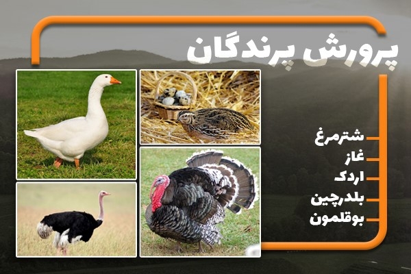 آموزش پرورش پرندگان گوشتی - آشنایی با پرورش 5 پرنده محبوب آموزش پرورش پرندگان گوشتی - آشنایی با پرورش 5 پرنده محبوب