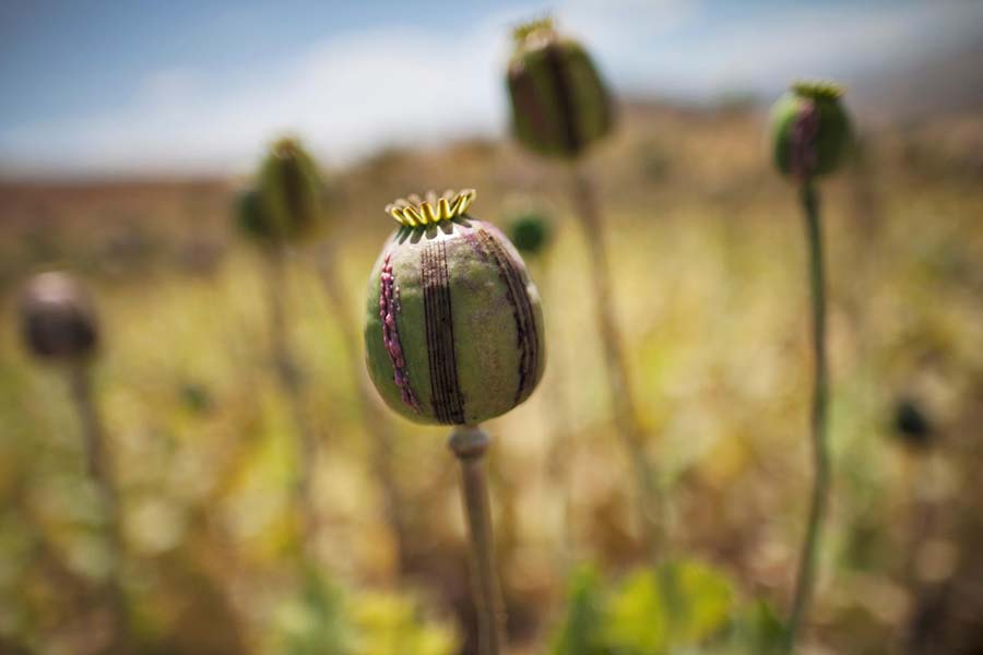 تکذیب کشت خشخاش در جنگل‌های فارس - Denial of Opium poppy cultivation in Fars forests