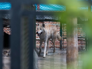 گرگ‌های معدوم شده باغ‌ وحش تهران «ژن خوب» نبودند