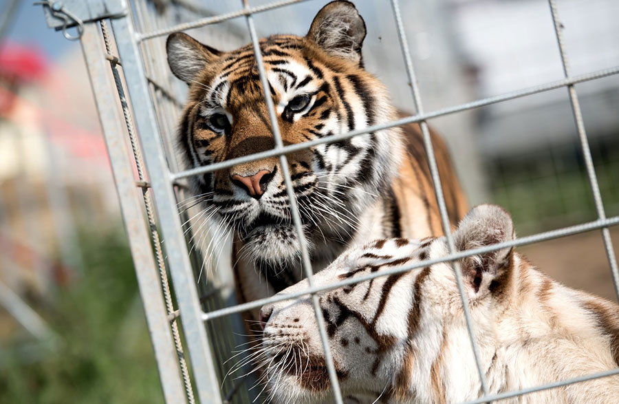 4 ببر سیرکی در ایتالیا مربی‌شان را کشتند - 4 Circus Tigers in Italy killed their coach
