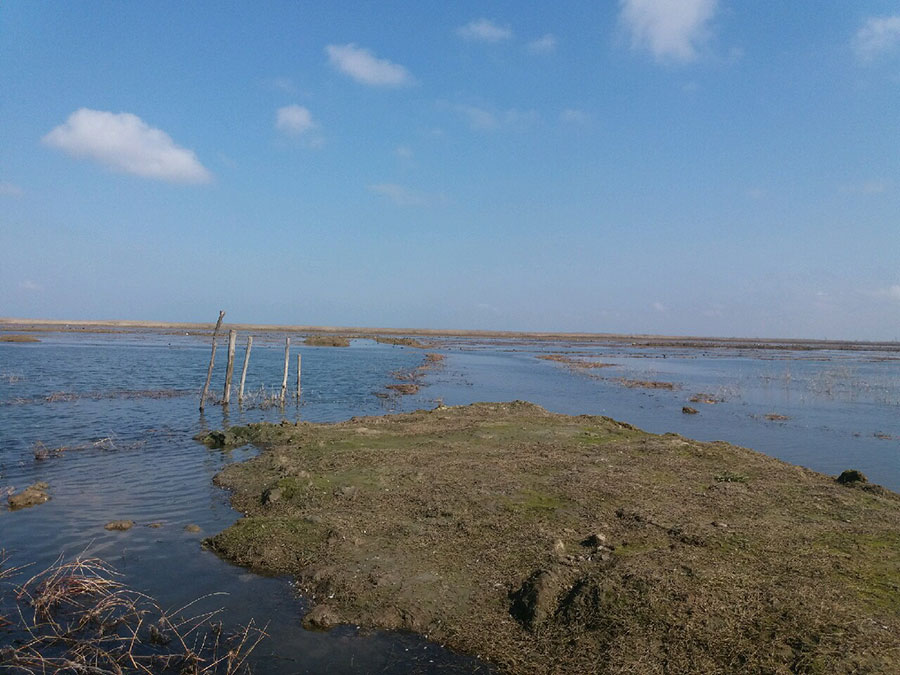طرح بایوجمی در تالاب انزلی - Biogme Plan in Anzali Lagoon طرح بایوجمی در تالاب انزلی - Biogme Plan in Anzali Lagoon