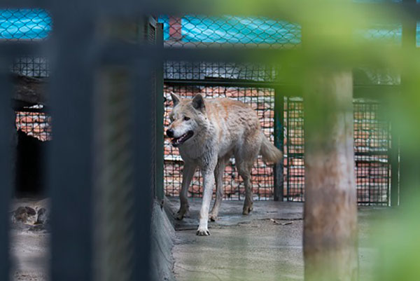 گرگهای معدوم شده باغ وحش تهران «ژن خوب» نبودند - Extinct wolves at the Tehran Zoo were not good genes گرگهای معدوم شده باغ وحش تهران «ژن خوب» نبودند - Extinct wolves at the Tehran Zoo were not good genes