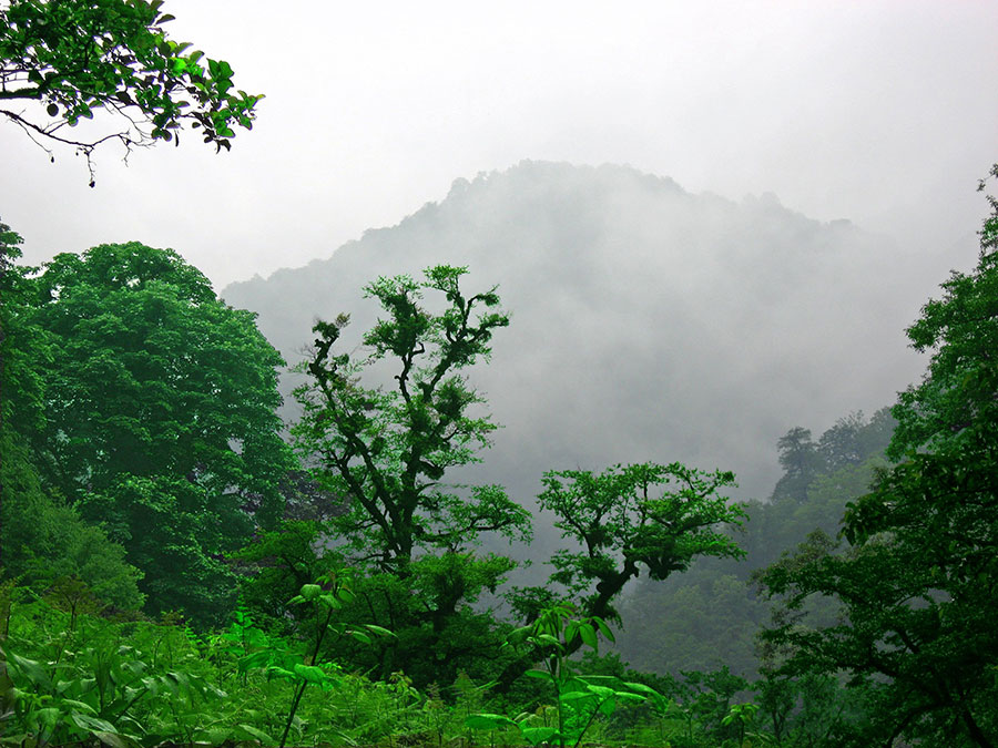 جنگلهای هیرکانی به نام ایران ثبت جهانی شد - Hyrcanian forests were registered globally in the name of Iran جنگلهای هیرکانی به نام ایران ثبت جهانی شد - Hyrcanian forests were registered globally in the name of Iran
