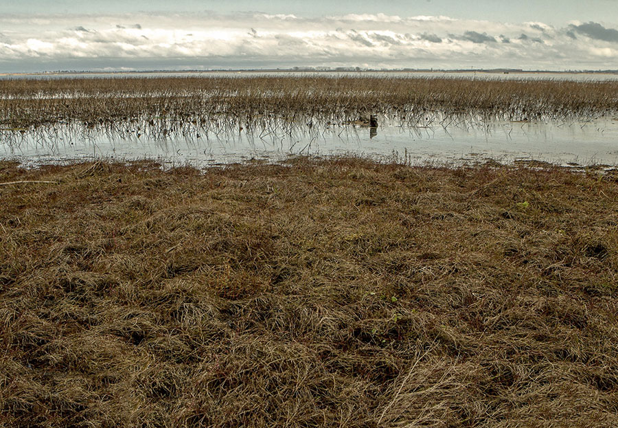 کاهش اکسیژن درون آب تالاب انزلی - Reducing Oxygen In Anzali Wetland Water کاهش اکسیژن درون آب تالاب انزلی - Reducing Oxygen In Anzali Wetland Water