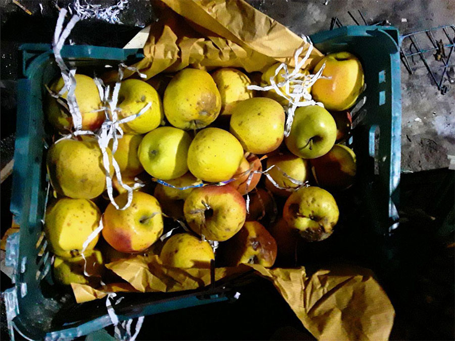 ورود مدعی‌العموم به فساد یک‌هزار تن سیب در دماوند - attorney general entry to 1,000 tons of spoiled apples in Damavand