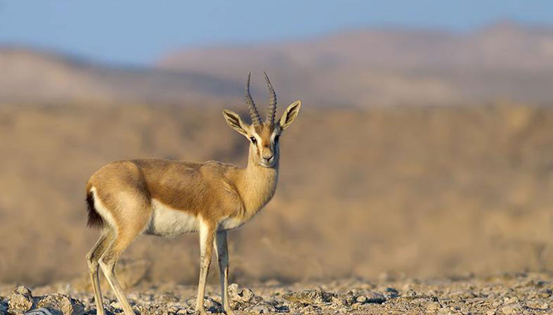 goitered-gazelle