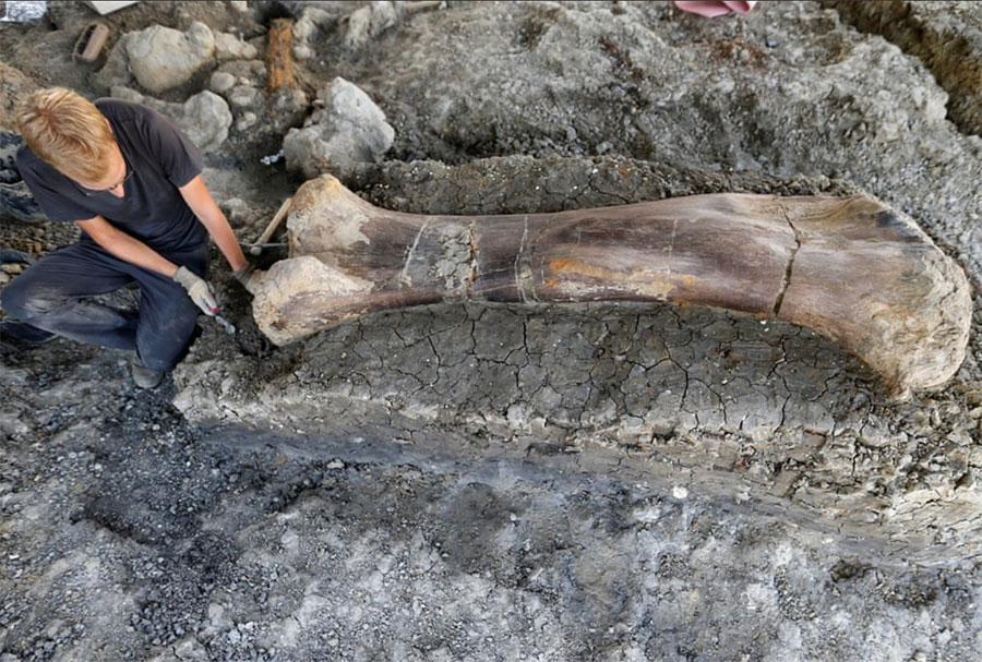 کشف استخوان‌های یک دایناسور در فرانسه
