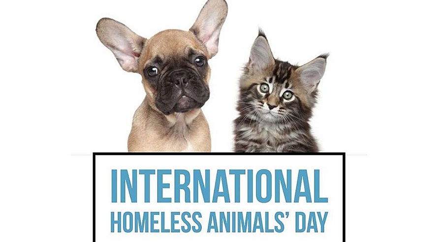 17 آگوست ، روز جهانی حیوانات بی خانمان